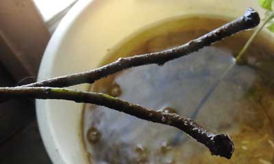 ヤマモモの水挿し２ヵ月後の水に浸かっている茎の部分