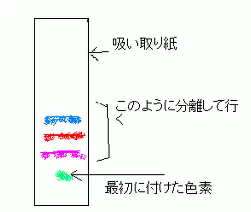 分離された色素の模式図