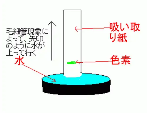 色素を付けた吸い取り紙の一端を水に浸ける図