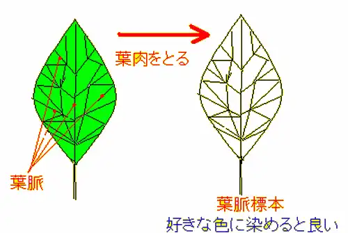 葉脈標本のイメージ図