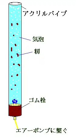 アクリルパイプを使った籾の水耕発芽実験のイメージ図