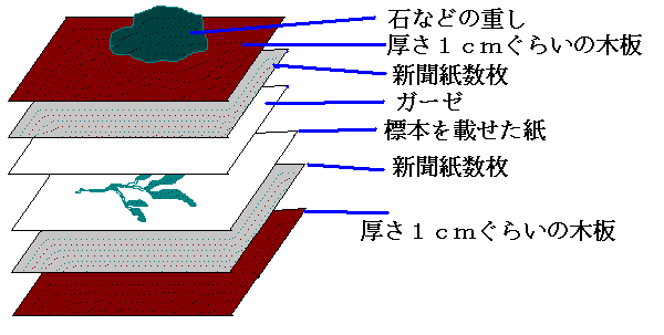 海藻標本の水分の取り方の図