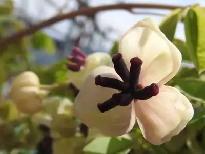 五葉白アケビの雌花