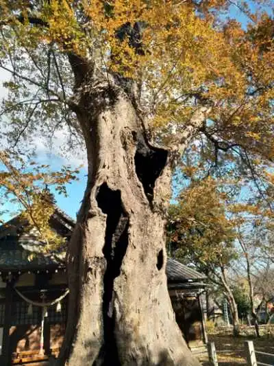 幹の中心部が無くなっても枯れていない欅