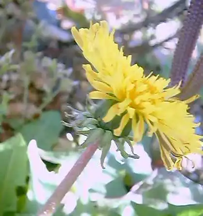 セイヨウタンポポの花２００２年2月16日撮影