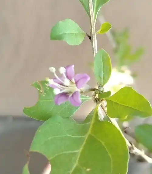 挿し木した年に咲いた枸杞の花