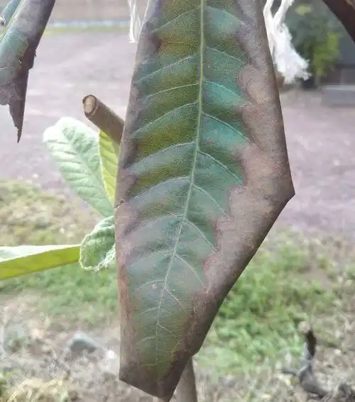 周囲から茶色に変色した枇杷の葉