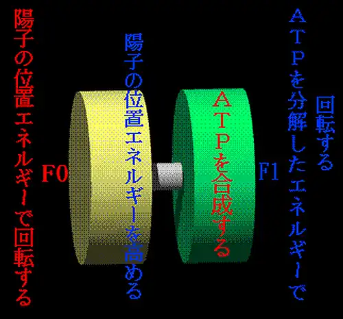 ATP合成酵素の機能説明図