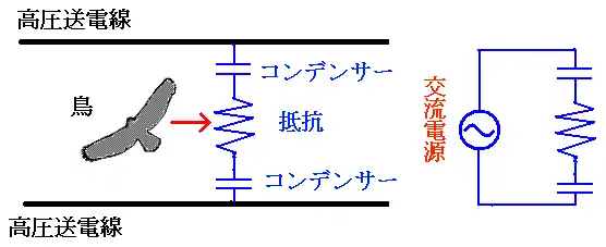 高圧線で鳥が感電するしくみ