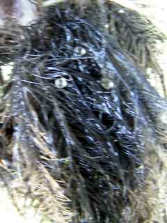 ホテイアオイ草の根に産み付けられたメダカの卵の写真
