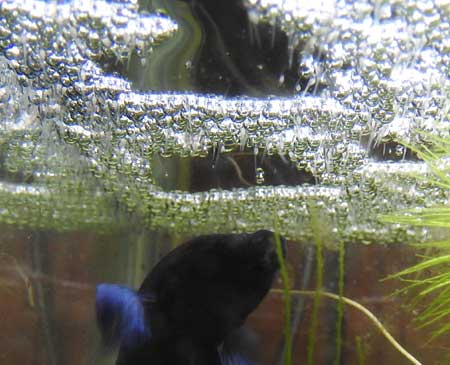 泡巣から孵る闘魚ベタの稚魚と見守るオス
