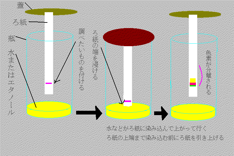 ペーパー・クロマトグラフィーによる色素分離の方法説明図