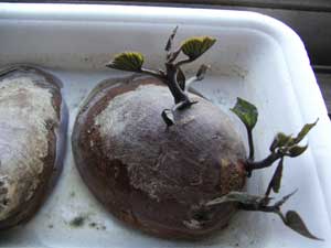 紫芋から出た芽の写真