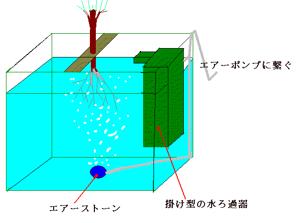 金魚用水槽を使った水耕栽培のイメージ図