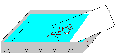 海藻を台紙に救う方法の図