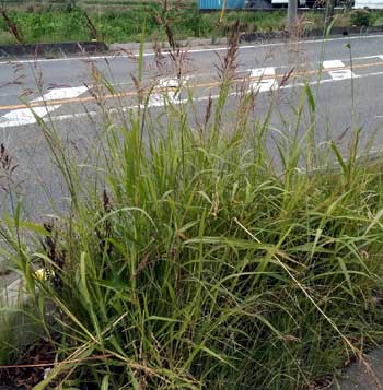 道路端に繁茂するイネ科の雑草
