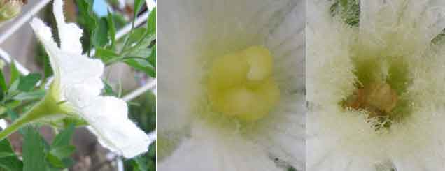 千成瓢箪の雄花と雌花の写真