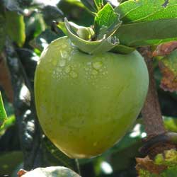 品種不明の柿の実の写真