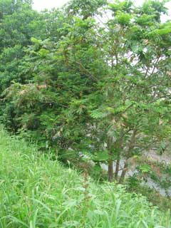 川岸に生えた胡桃の木