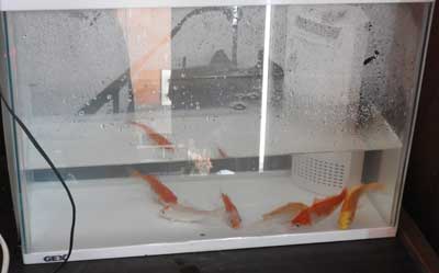 小型水槽に放した鯉の稚魚の写真