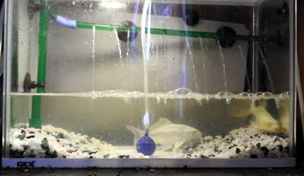 錦鯉が水槽のガラス面にぶつからないようにする方法