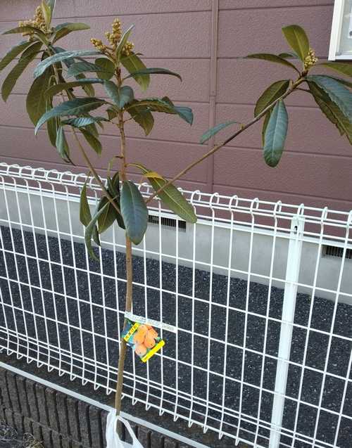 クィーン長崎という品種の枇杷の苗木 2023/10/20購入して撮影