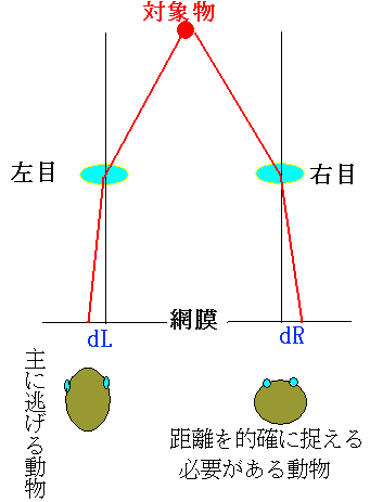 両眼で遠近を知る説明図