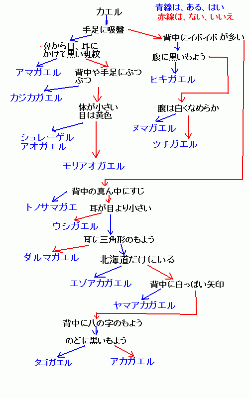 蛙の種類の判別チャート図