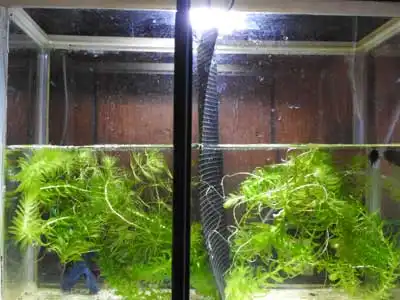 LEDデスクライトで水草